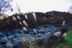 ススキノリバー