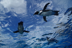 天空のペンギン