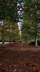 迷彩模様の散歩路