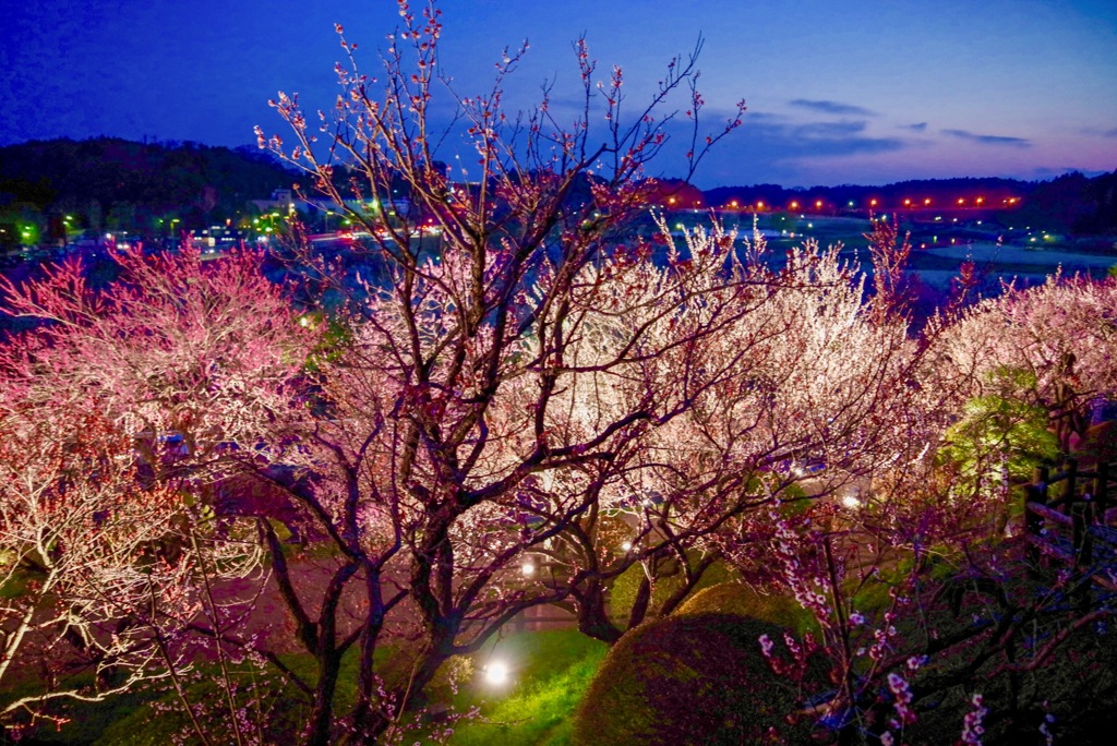 偕楽園 水戸梅まつり ライトアップ by handa dee （ID：8532619） - 写真共有サイト:PHOTOHITO