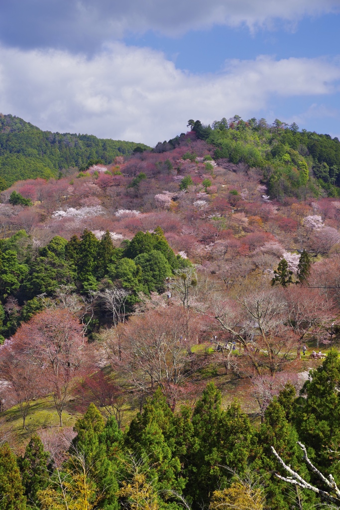 吉野山