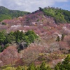 吉野山