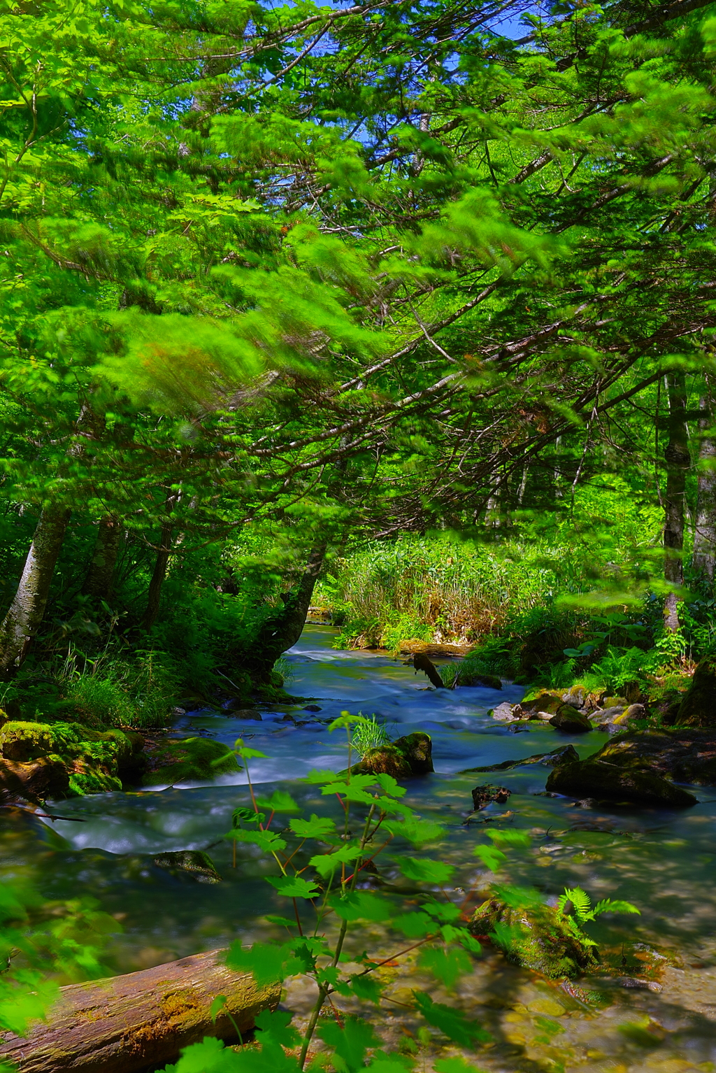 summer green