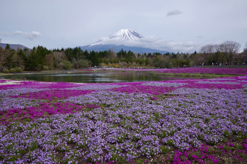 富士芝桜まつり2019