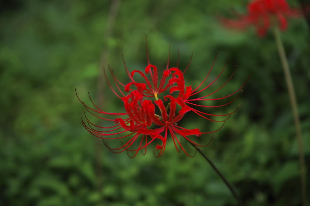 彼岸花