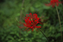 彼岸花