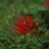 彼岸花