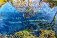 忍野八海 湧水