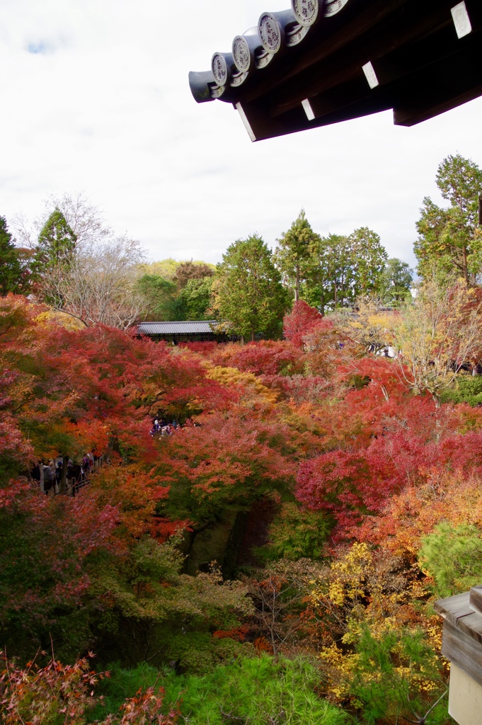 東福寺 橋の上からパシャリ