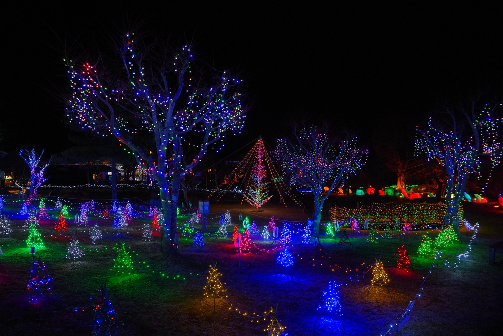 山中湖 花の都公園2