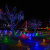 山中湖 花の都公園2