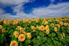 SUN FLOWER FIELD