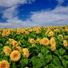 SUN FLOWER FIELD