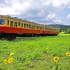 小湊鉄道とひまわり