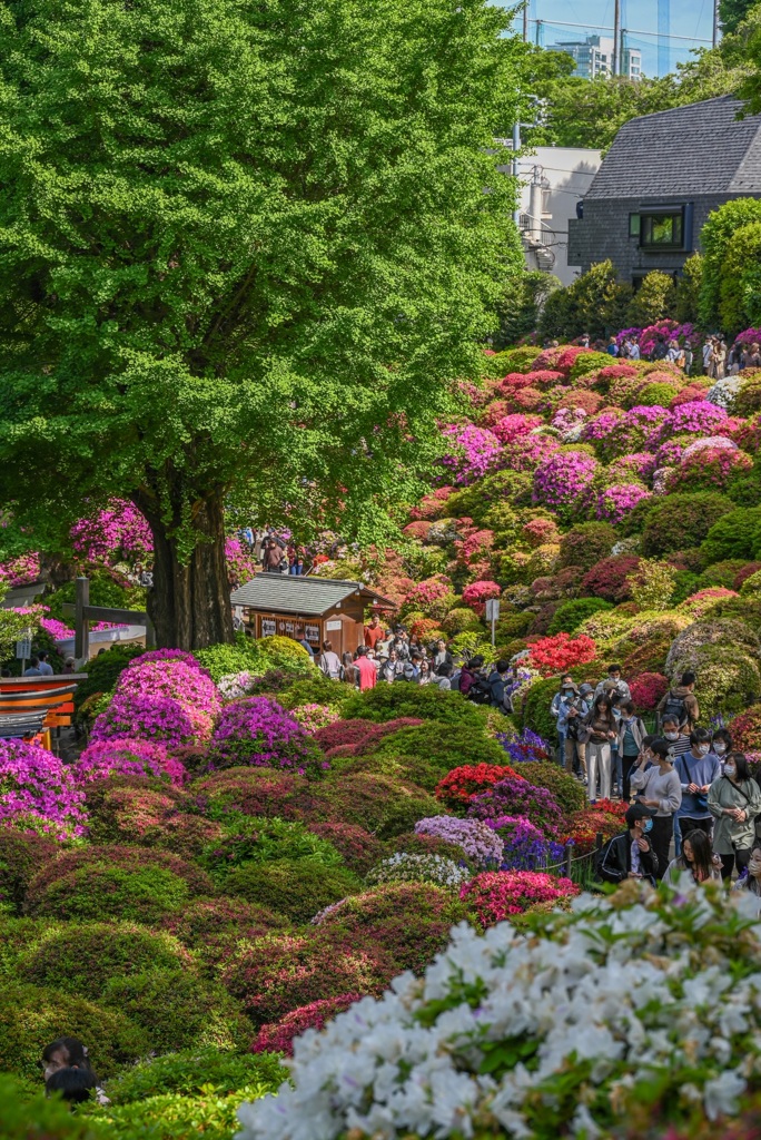 根津神社のツツジ