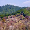 吉野山 中千本