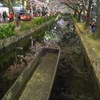 夜桜リフレクション