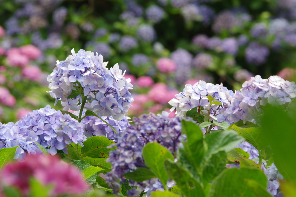 紫陽花たち