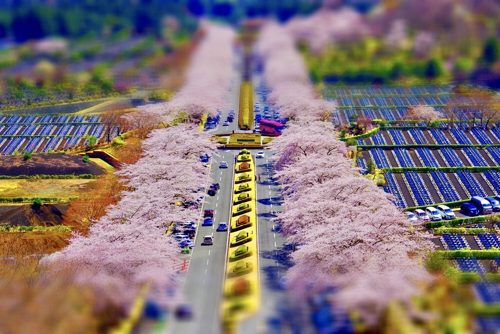 桜の開花