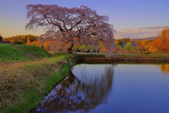 芳水の桜