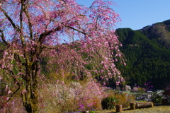 山と枝垂れ桜と