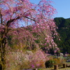山と枝垂れ桜と