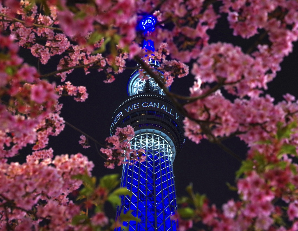 見頃を迎えたスカイツリー桜
