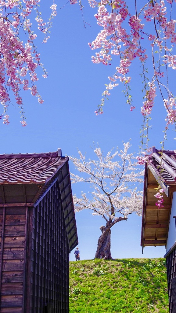 お花見