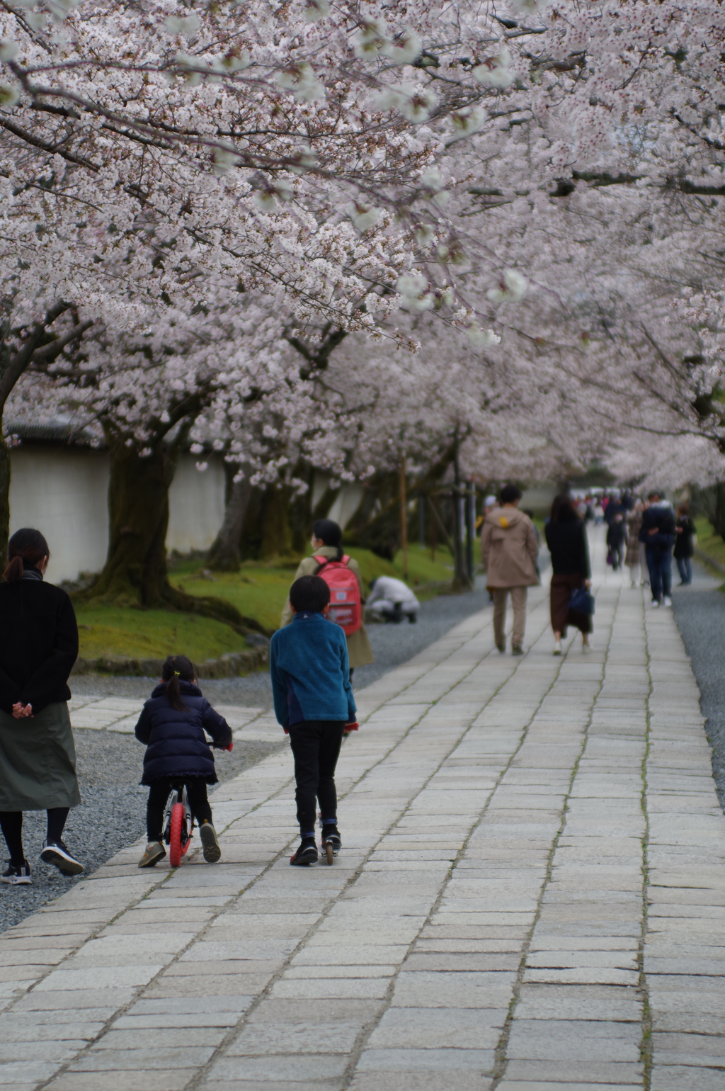 醍醐寺の桜路