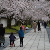 醍醐寺の桜路