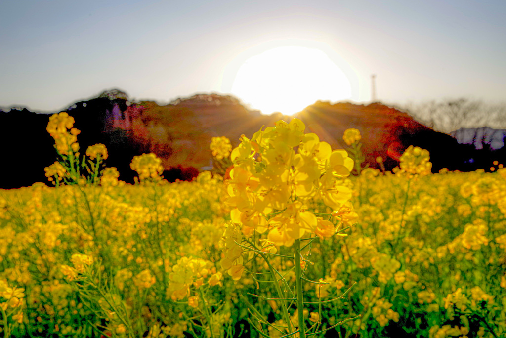 南伊豆の菜の花畑