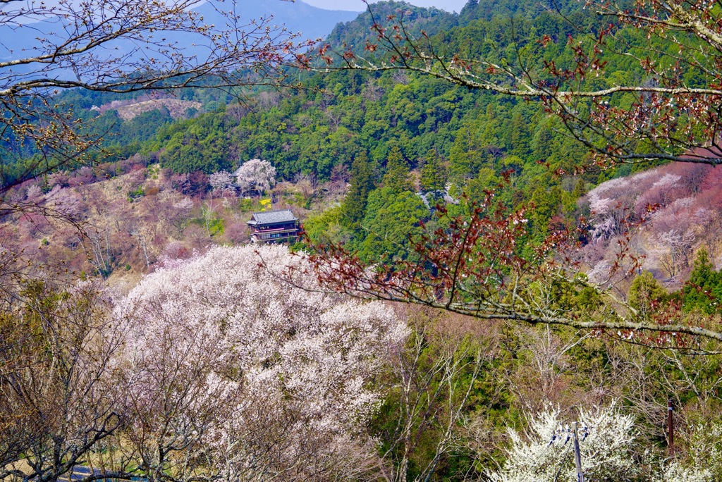 吉野山 下千本