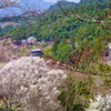 吉野山 下千本