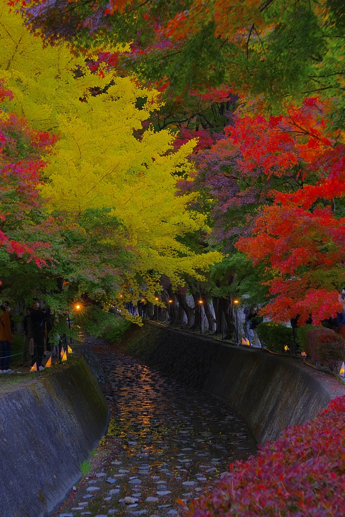 河口湖紅葉回廊