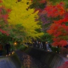 河口湖紅葉回廊