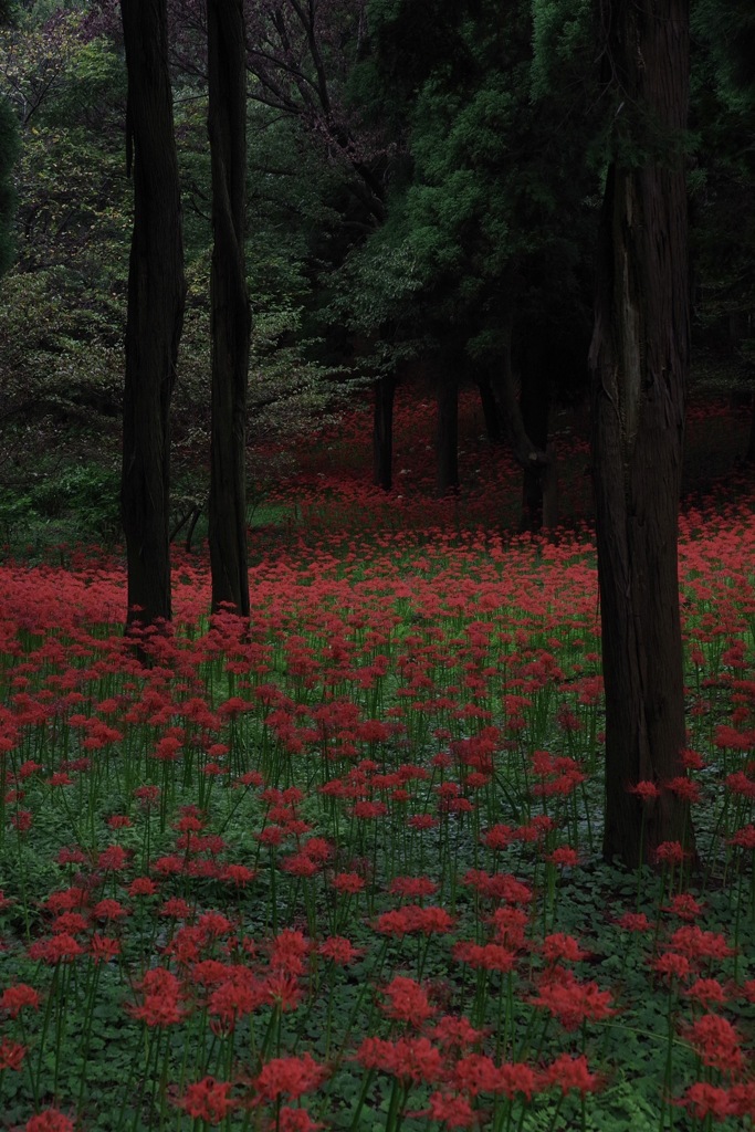 紅の衝撃