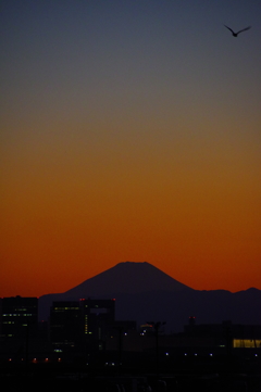 海鳥と夕焼け富士山
