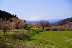 富士見塚の春