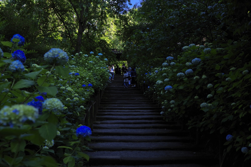 明月院の紫陽花