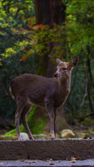 おぬしは鹿せんべいくれるのか？