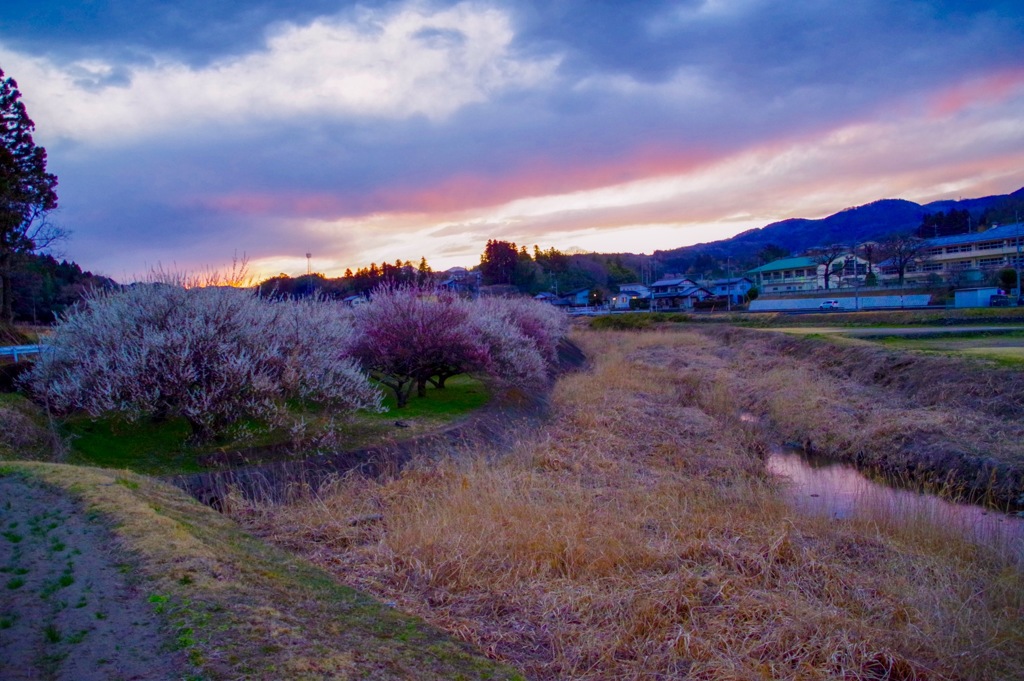 夕焼けに染まる白梅