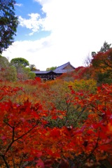 東福寺の紅葉