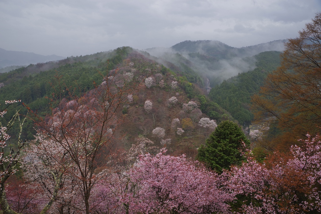 吉野山　雨霧に包まれて