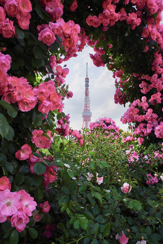 薔薇に包まれて
