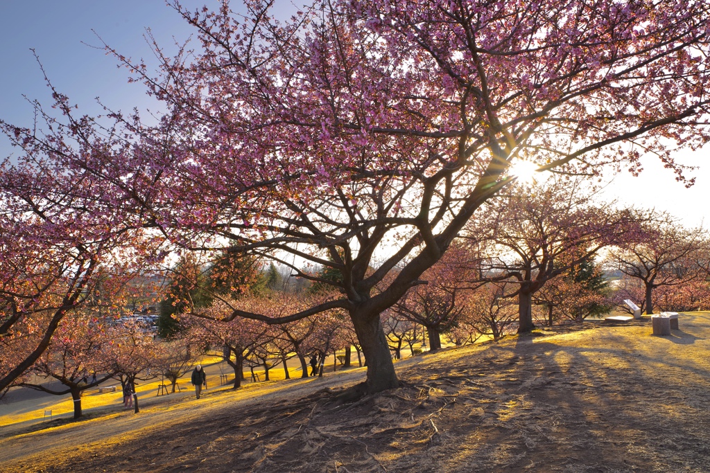 いせさき市民のもり公園