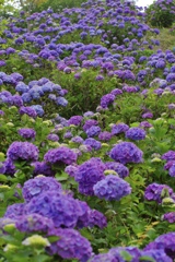 モリモリ紫陽花