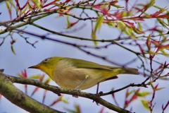 開花待ちわびるジロー