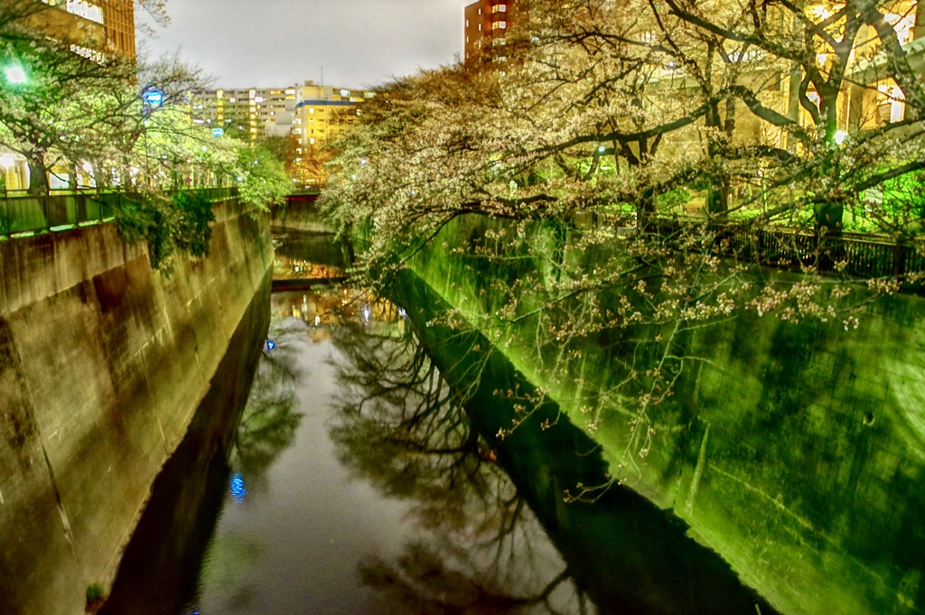 桜の定点観測