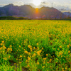 下田の菜の花