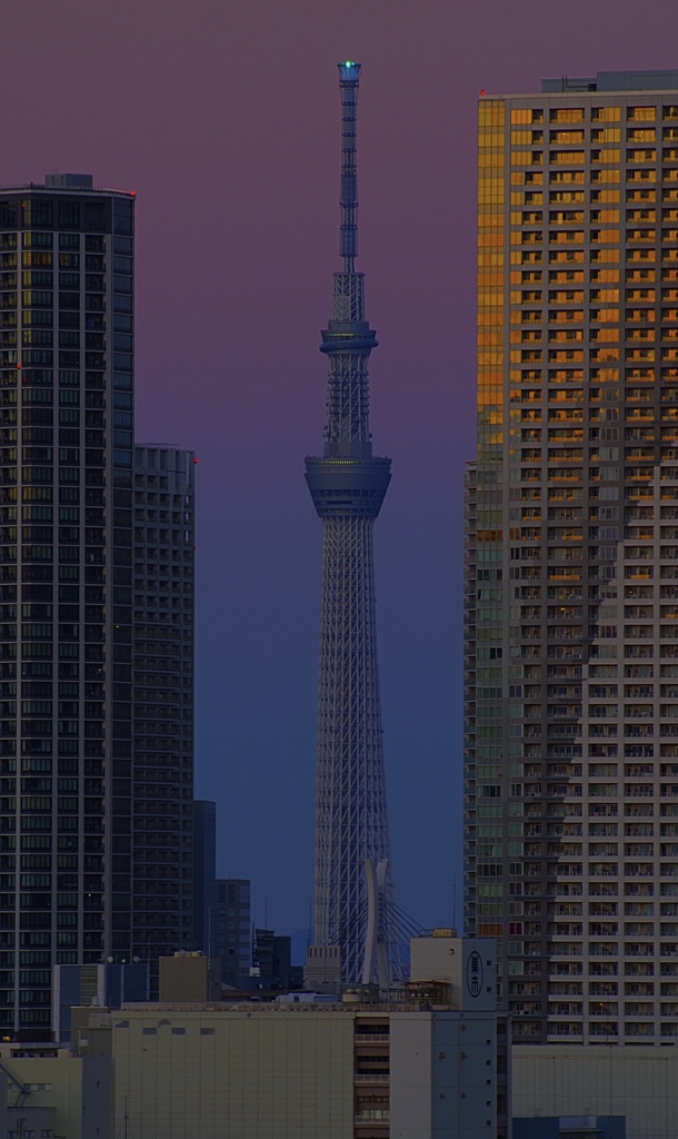 トワイライトツリー